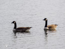 Canada Goose - Gęś Kanadyjska